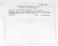 Daedaleopsis confragosa image